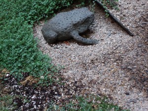 Toad in Courtyard