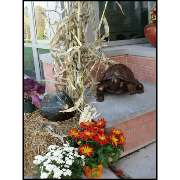 photo of bronze turtle sculpture on stone and brick bench next to glass wall with fall decorations around it